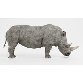 3D White Rhinoceros
